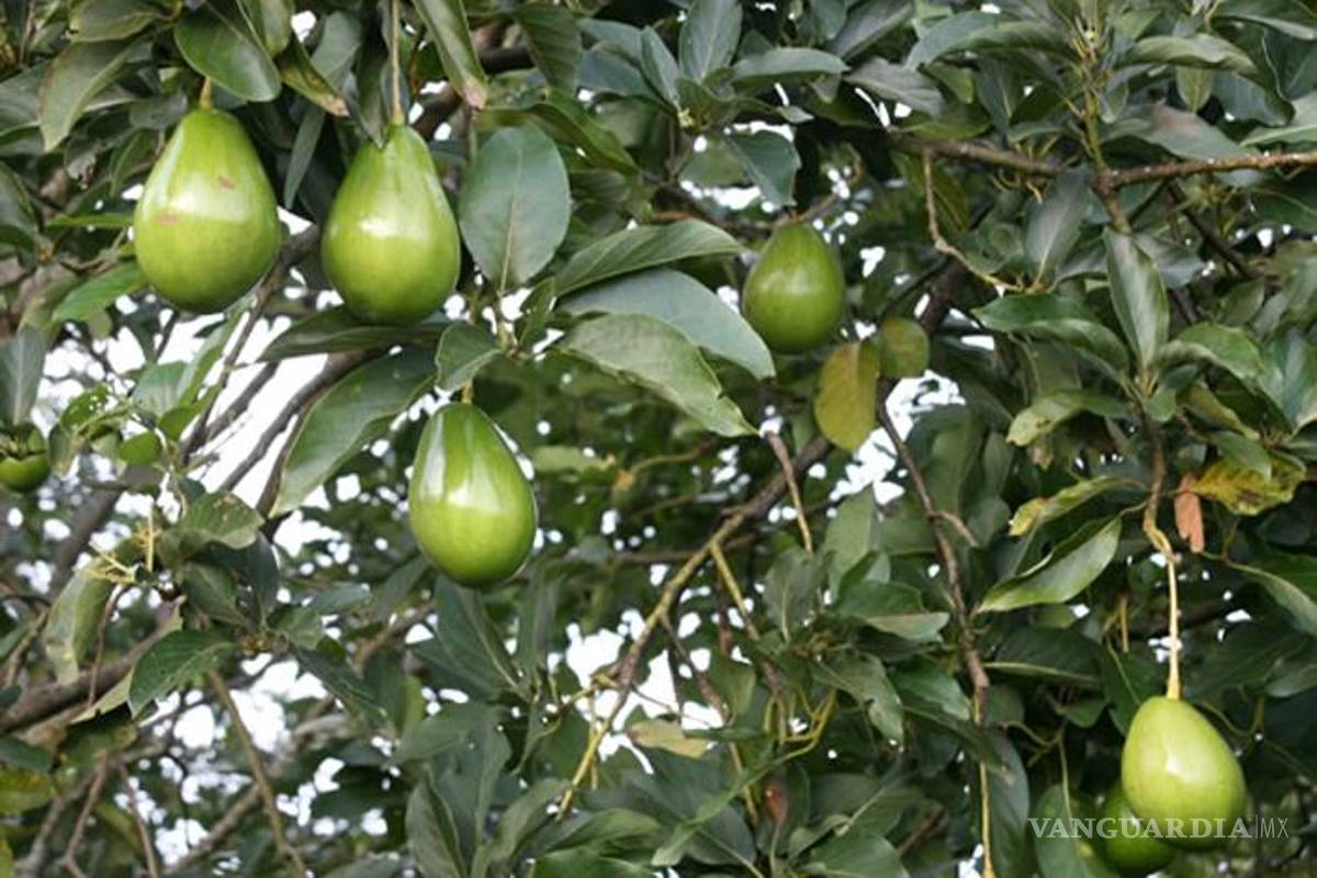 Frío "quema" plantas de aguacate y daña cosecha en Morelos