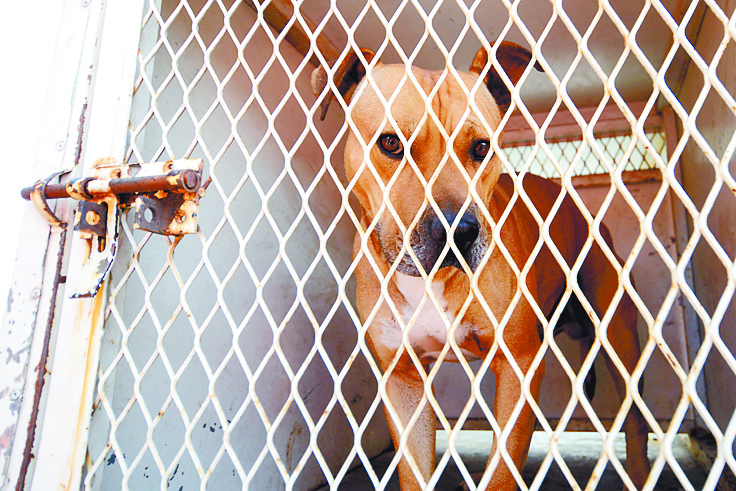 Destino del pitbull que atacó a muerte a Iker Ulloa, aún es incierto