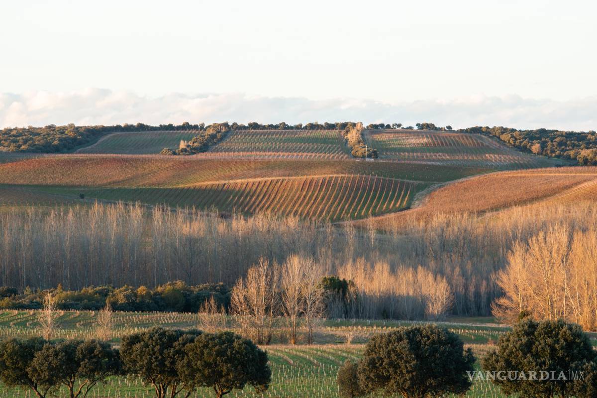 ¿Sabías que en España hay un arca de Noé del vino?