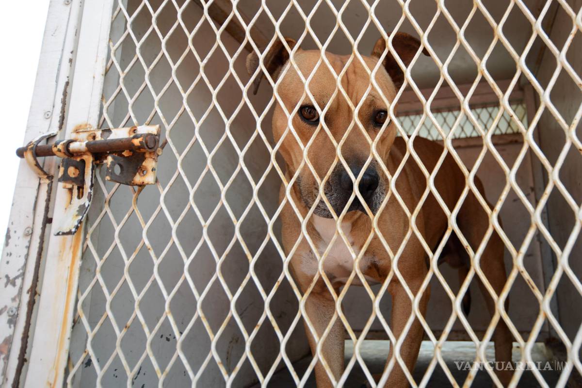 Iker, el niño agredido por un perro, vive ‘horas cruciales’