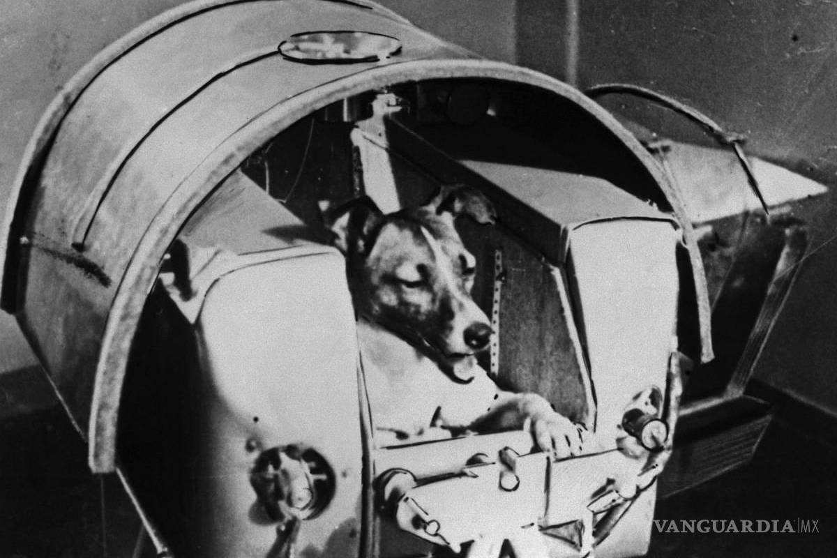 ¿Qué le pasó a Laika? El fatal destino de la perrita lanzada al espacio