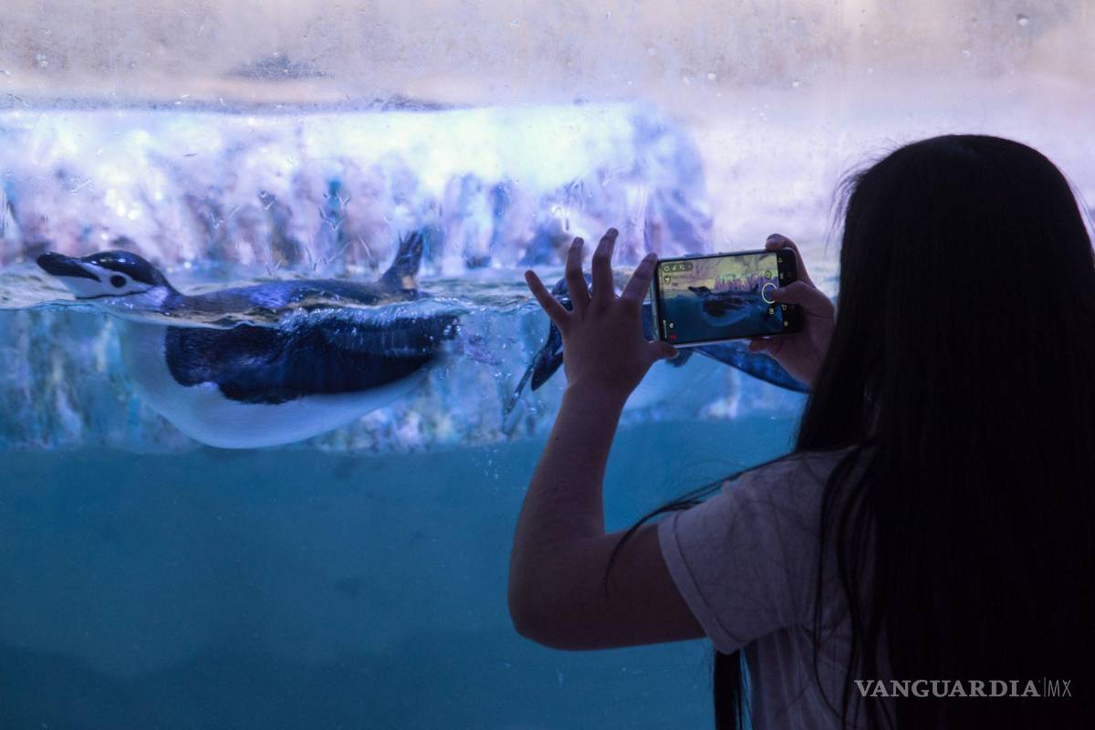 Fiscalía de la CDMX investiga responsabilidad en muerte de bióloga en Acuario Inbursa