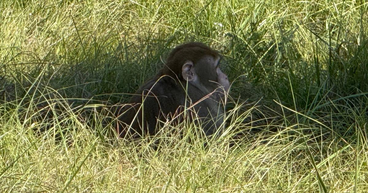 ¿Cómo el extravío de monos tras accidente da un vistazo a la industria secreta de la investigación con animales?