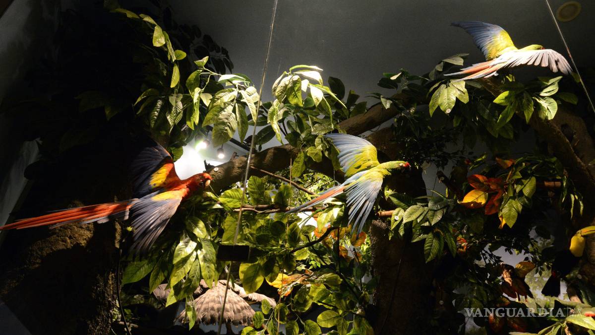 Pasa una ‘Navidad con las aves’