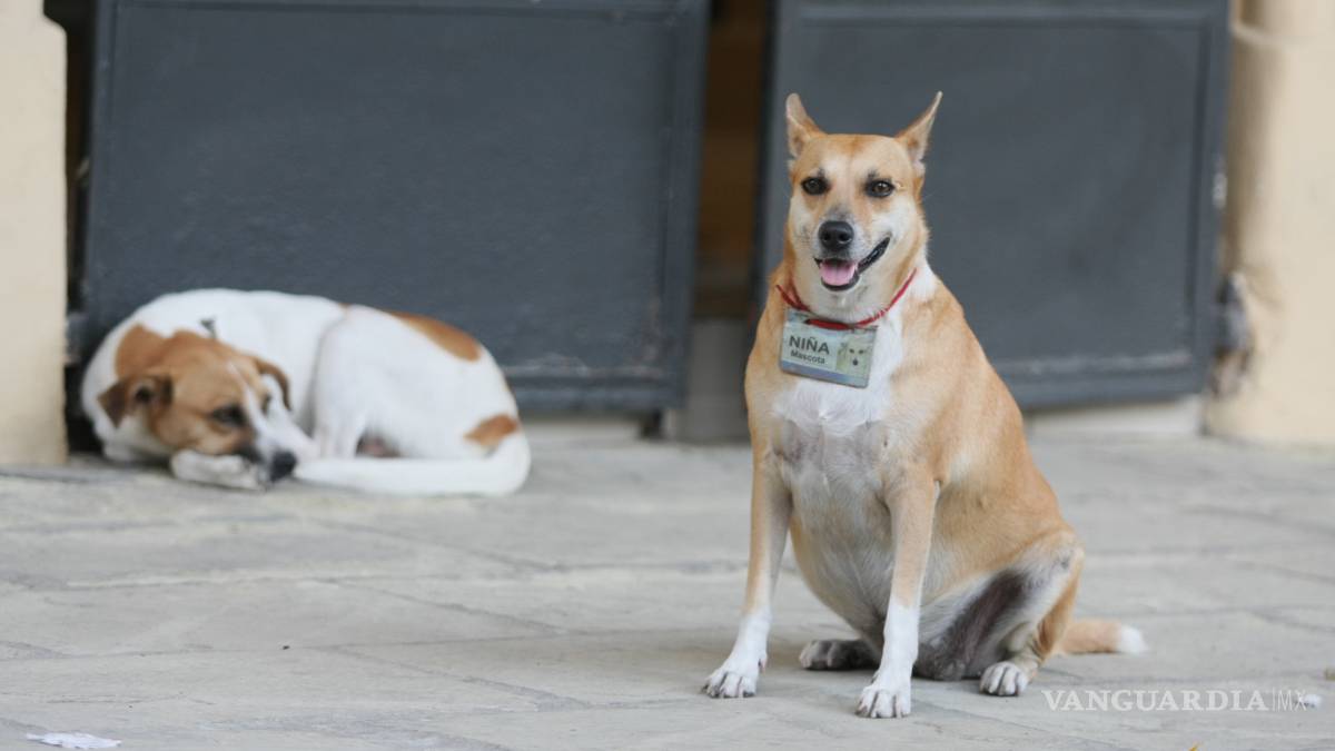 Coahuila entregará vehículos de apoyo a asociaciones protectoras de animales