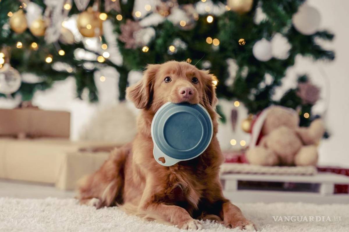 $!Así que antes de compartir un trozo de pavo o cualquier otro platillo delicioso, es necesario que evalúes si los alimentos son adecuados para su consumo.