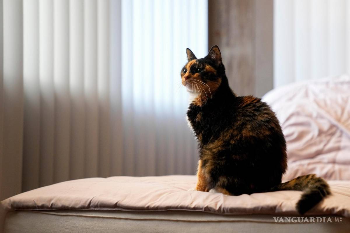 ¿Sabías que las mascotas también contaminan?, así puedes reducir su impacto climático