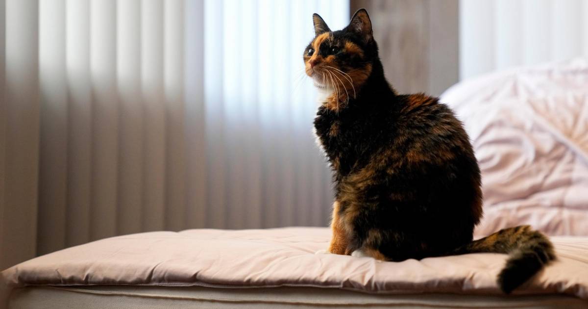 ¿Sabías que las mascotas también contaminan?, así puedes reducir su impacto climático