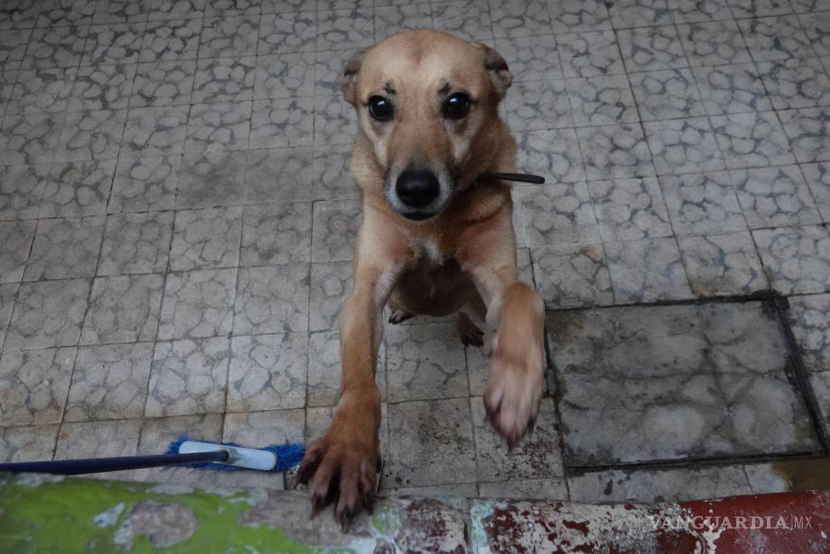 $!Este trámite se volvió obligatorio a partir del 1 de abril del año pasado.