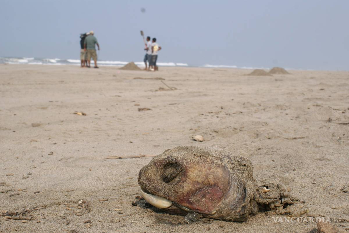 $!Reportan muerte masiva de tortugas en Guerrero