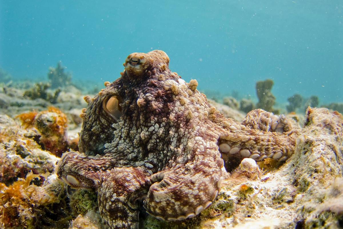$!Estos artículos en tu hogar están lastimando a los animales marinos