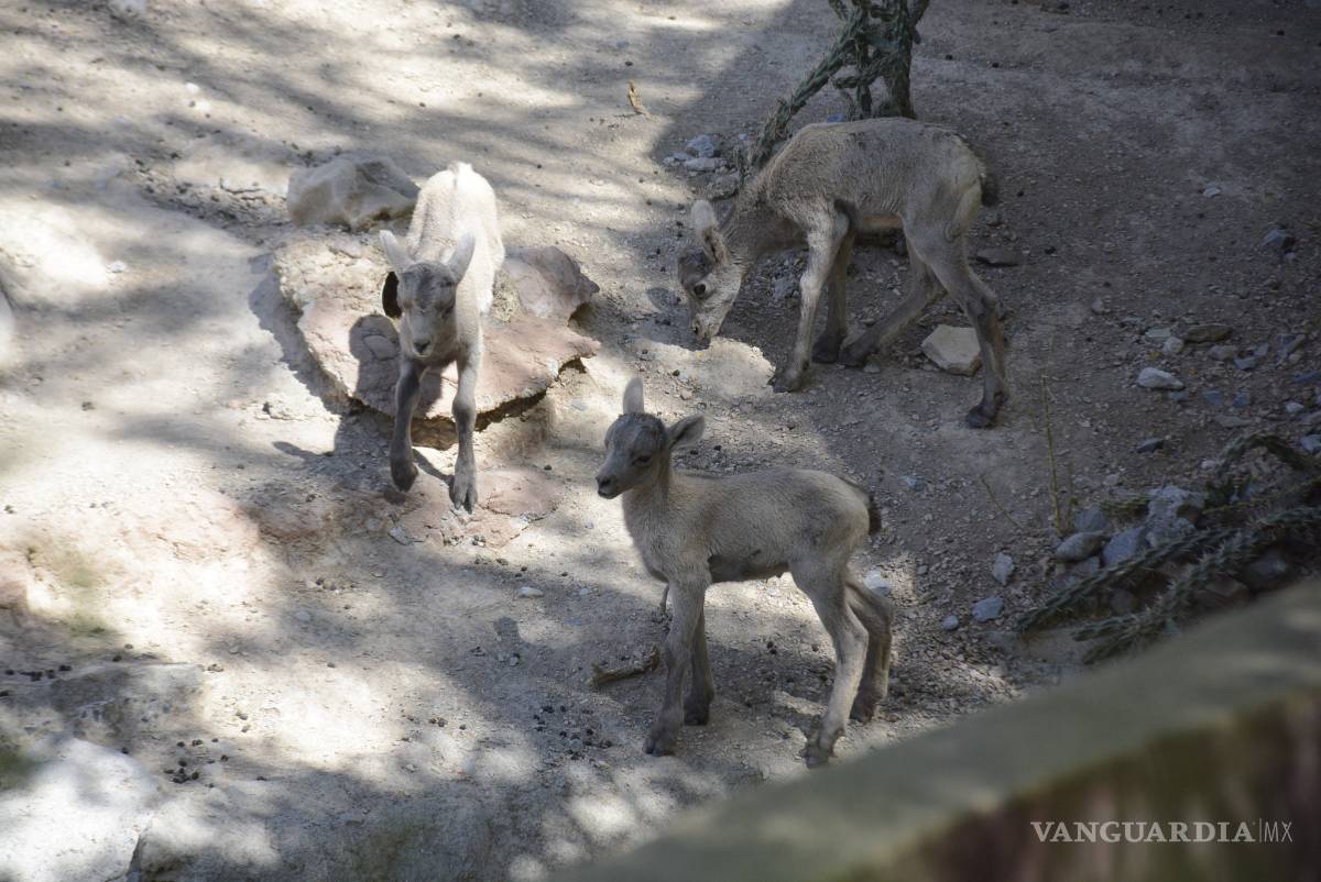 $!Museo del Desierto de Saltillo, última esperanza para borrego cimarrón; recientemente nacieron 3 crías