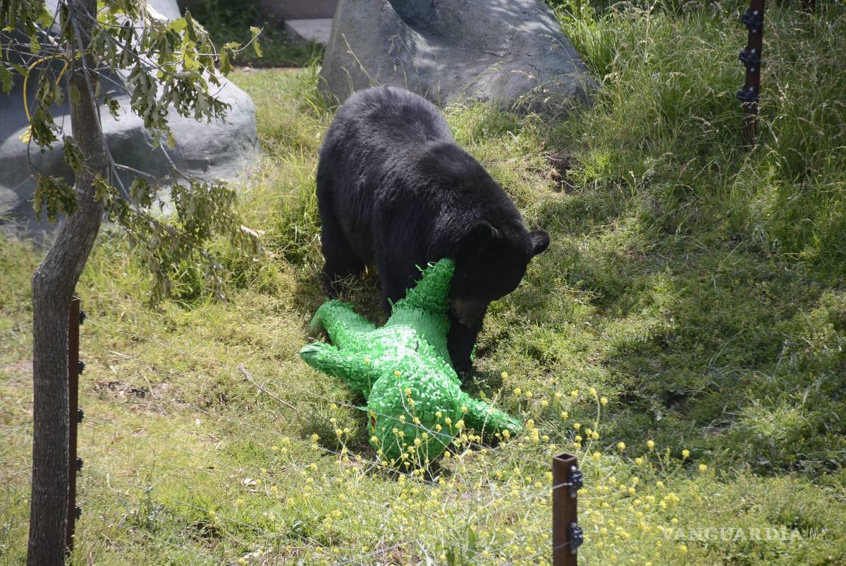 $!Festejan en el Museo del Desierto de Saltillo, cumpleaños de los osos Capi y Camila