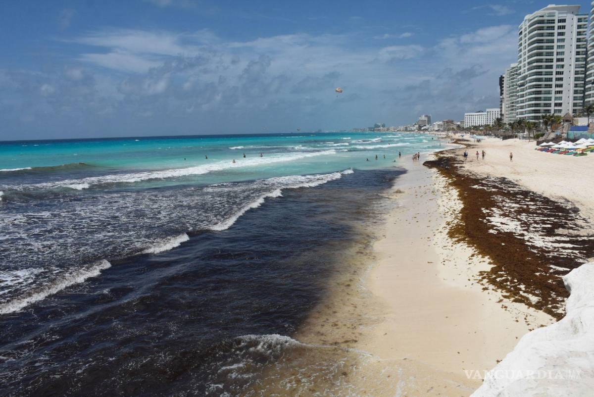 $!La macroalga se mantendrán hasta mayo, pero regresará para agosto y septiembre.
