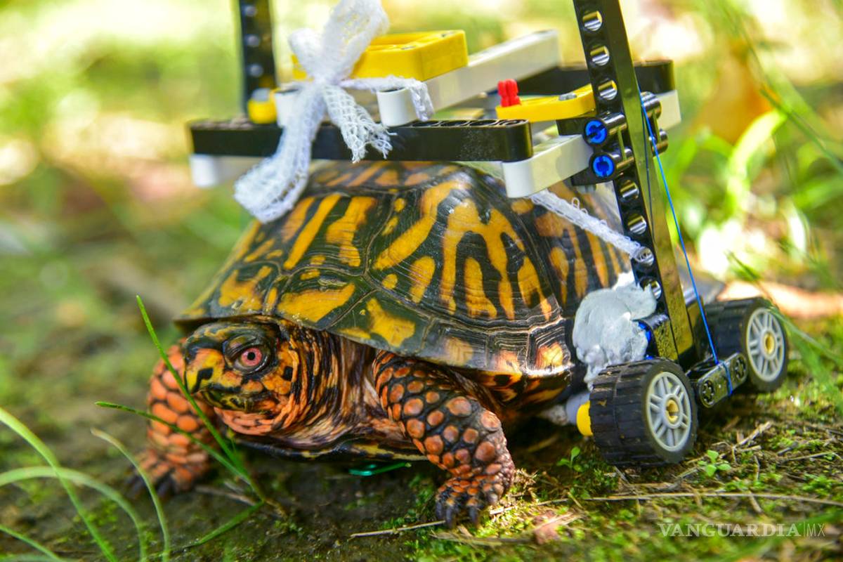 Tortuga con caparazón roto camina en silla de ruedas de Lego