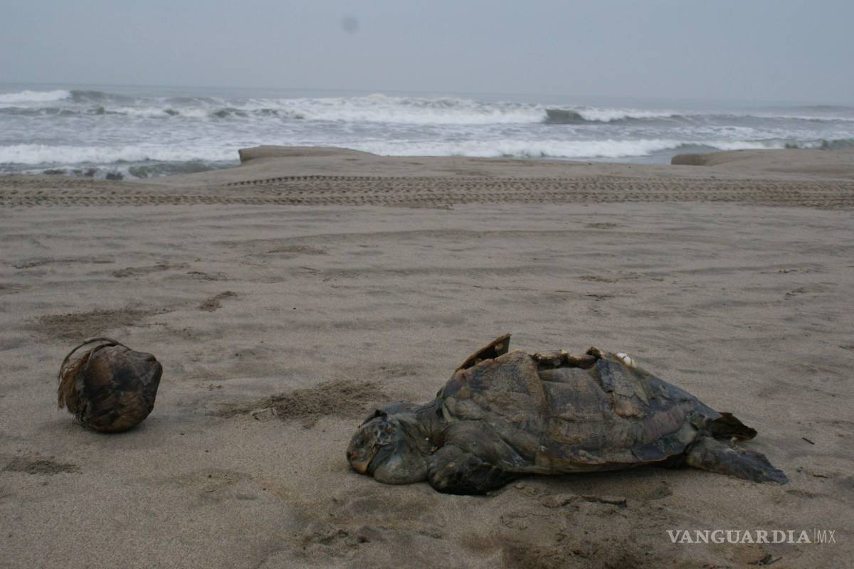Reportan muerte masiva de tortugas en Guerrero