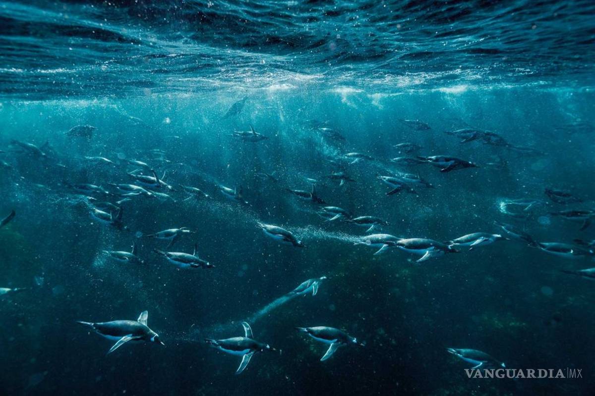 Estas son las mejores fotografías de animales del 2018 según National Geographic