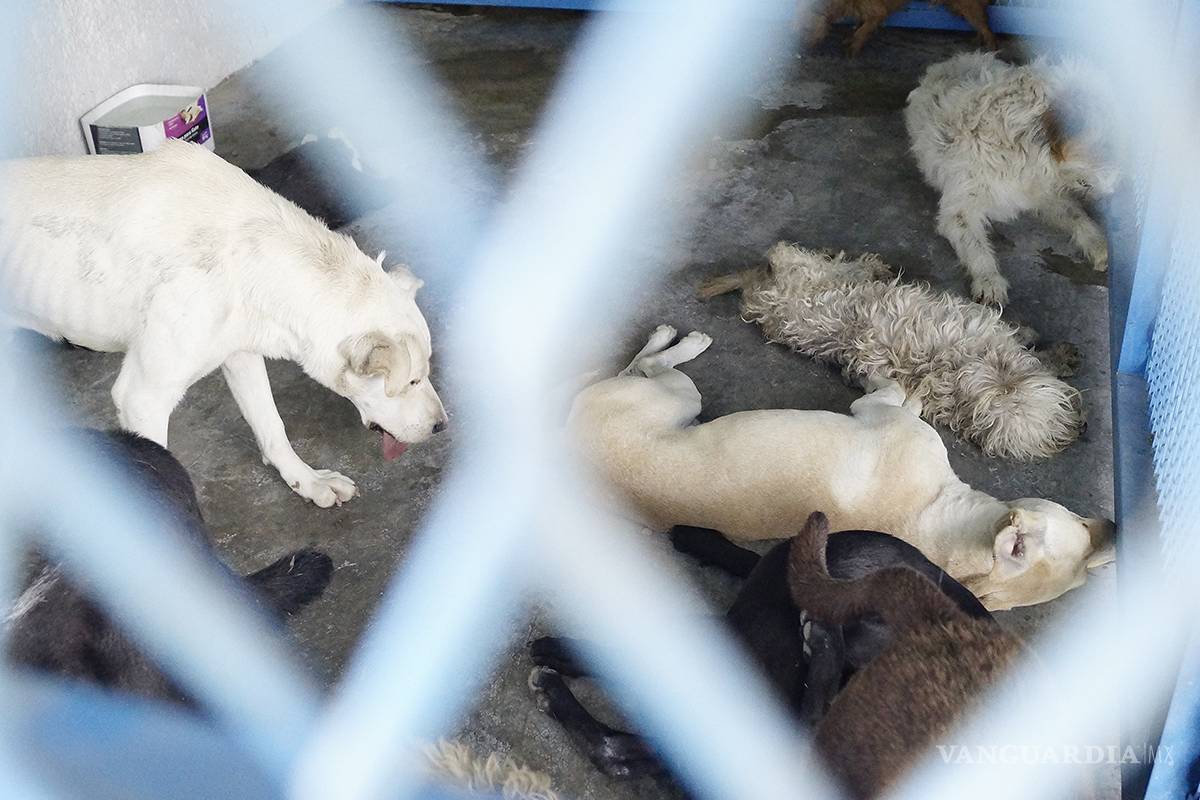 En Coahuila 20 mil perros fueron sacrificados en 4 años