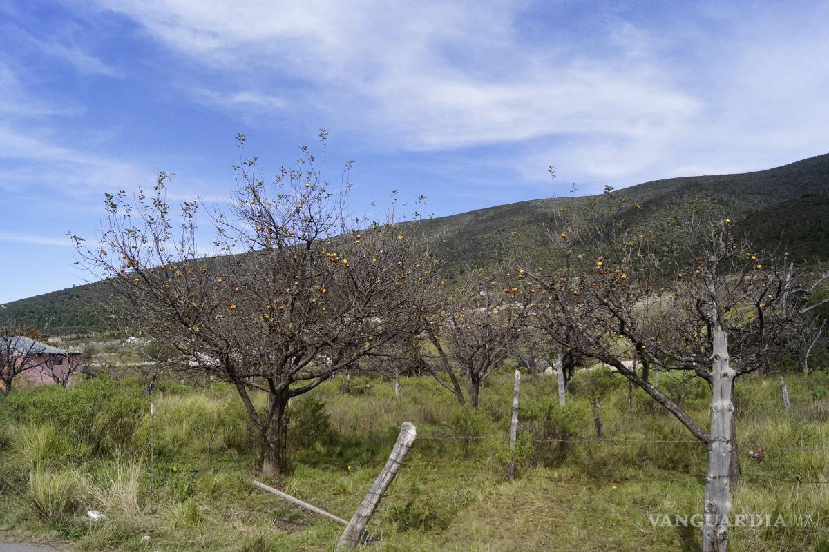 Pierden manzaneros 500 millones por heladas; los apoyan con 3 mdp