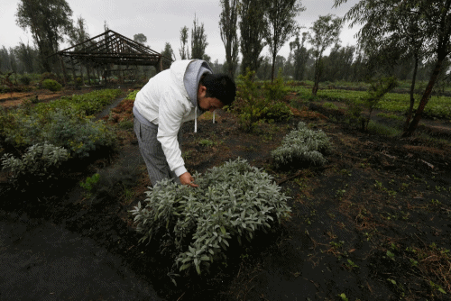 $!Chinampas unen a cocineros y a granjeros
