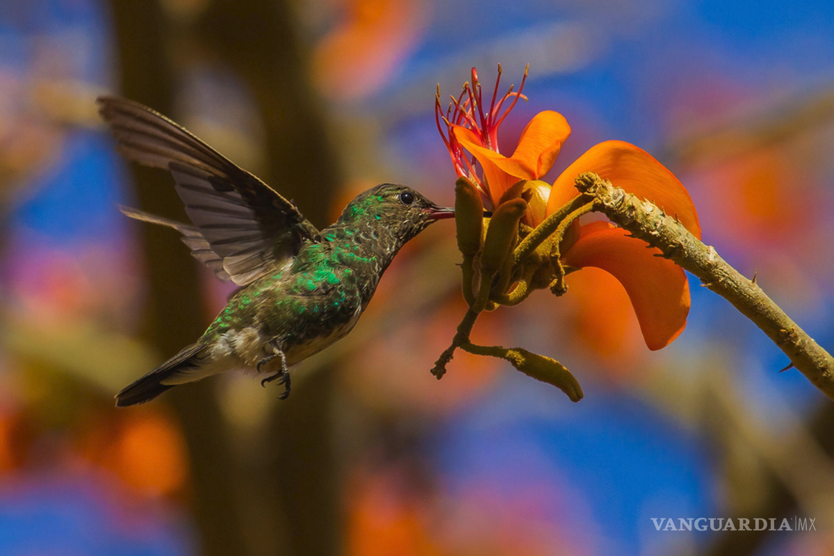 ¿Por qué a los pájaros no les salen canas?