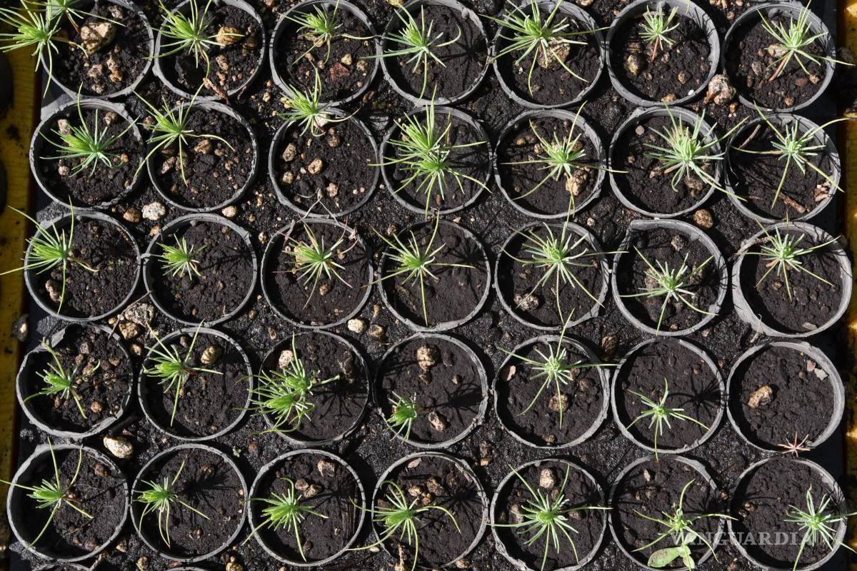 Extenderán a los 32 estados programa de fertilizantes