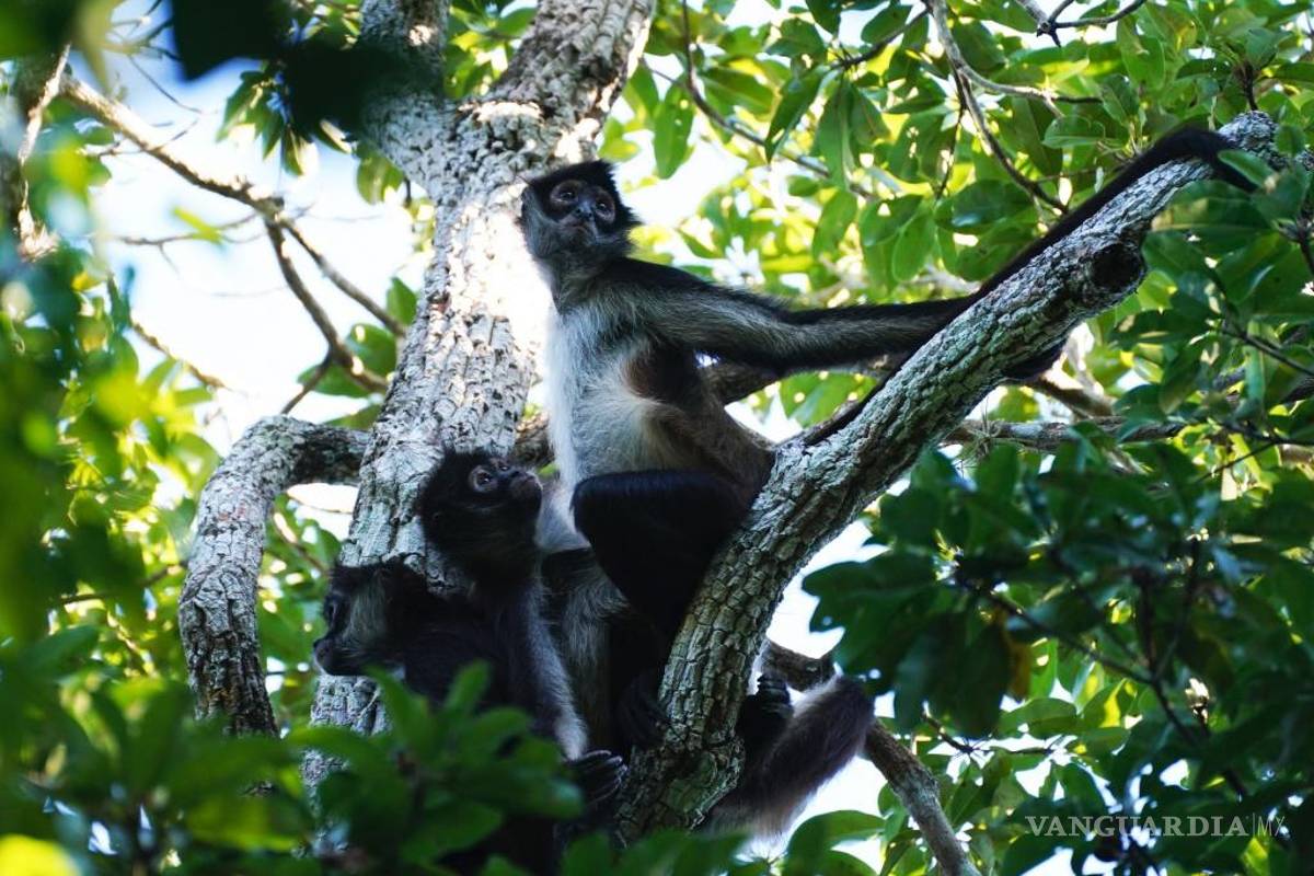 La selva de Calakmul, el nuevo foco rojo del Tren Maya