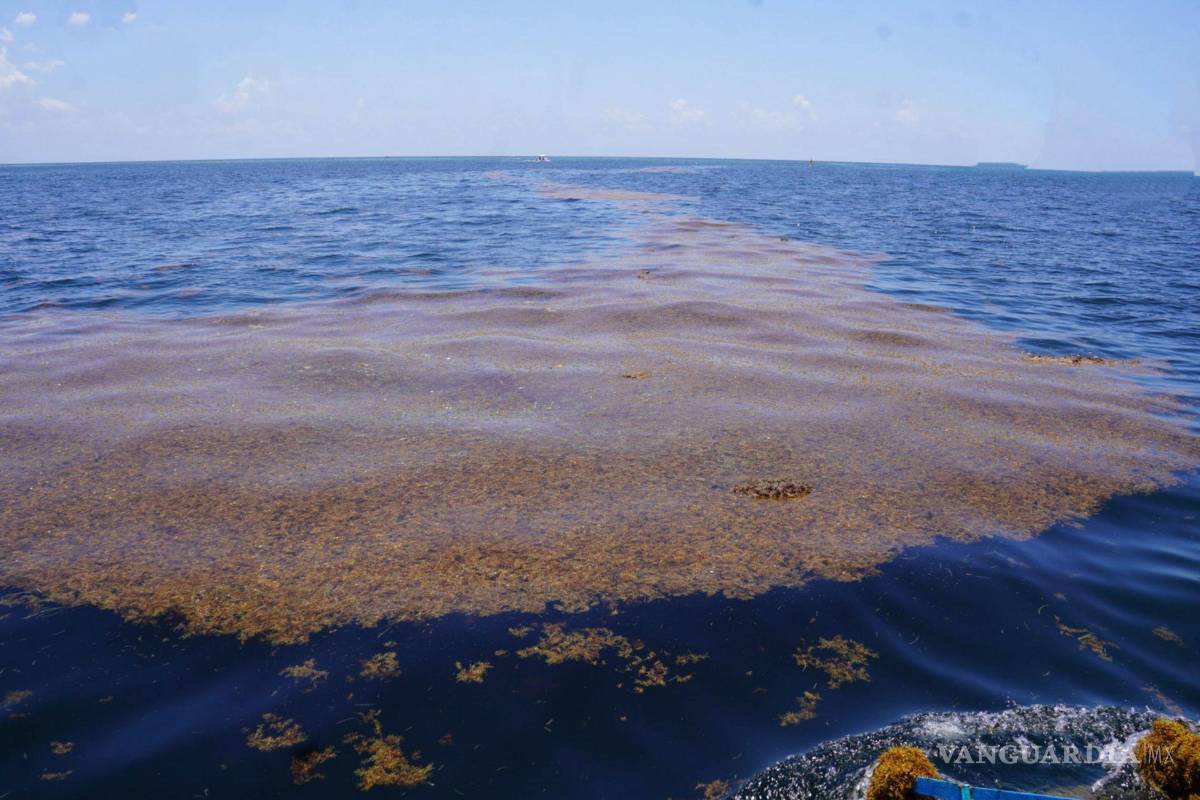 ¿Cómo el sargazo podría revolucionar la próxima generación de televisores de pantalla plana?