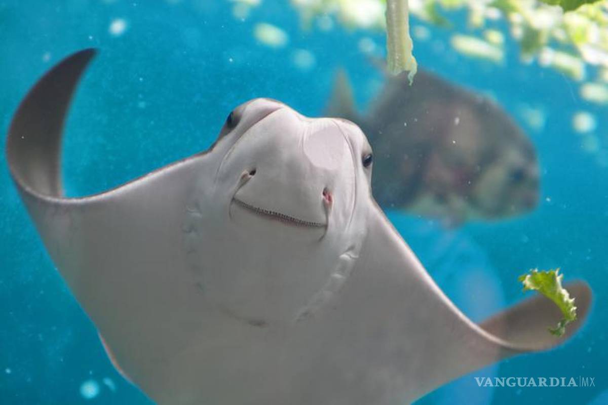 Mutilación de rayas causa polémica; en Sonora, les quitan el aguijón para ‘proteger’ a turistas