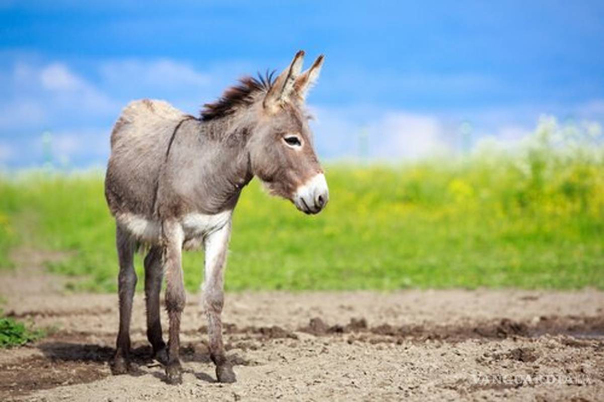 'Como burro en primavera': ¿Cuál es el origen y significado de esta expresión?