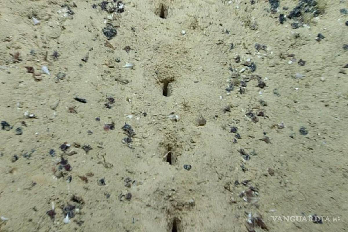 Misteriosos agujeros descubiertos en el fondo del océano, generan teoría extraterrestre