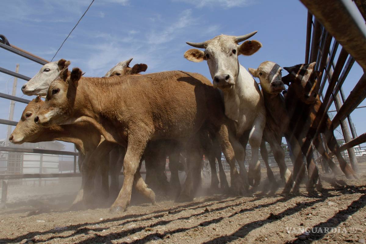 Confían ganaderos de Coahuila en que repunte la exportación de ganado hacia EU