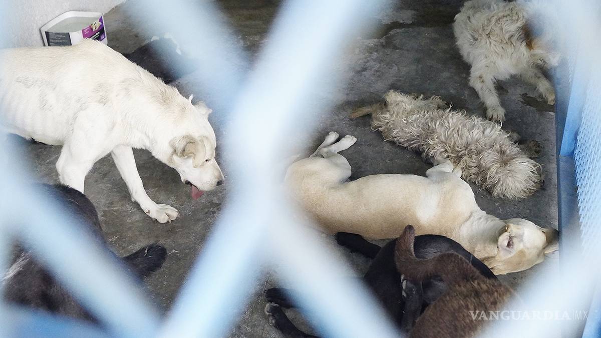 En Coahuila 20 mil perros fueron sacrificados en 4 años