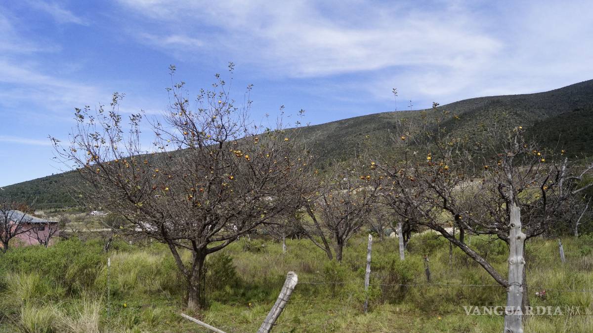 Pierden manzaneros 500 millones por heladas; los apoyan con 3 mdp