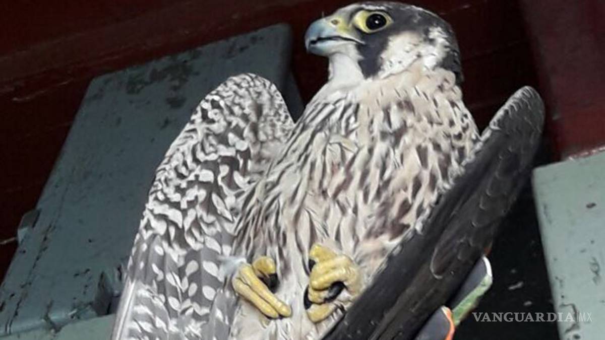 Salvan Estudiantes del Tecnológico de Saltillo un "Halcón Peregrino"