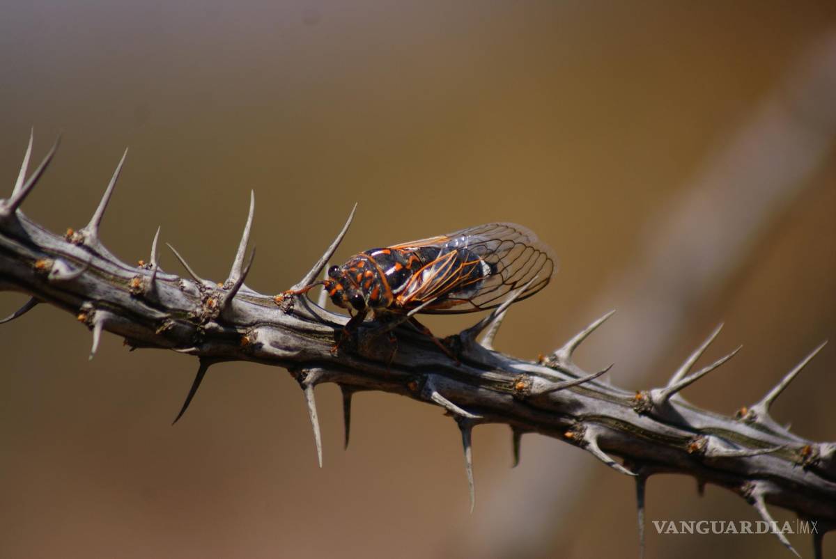 $!Por su parte, las culturas actuales le han dedicado uncluso una canción vernácula mexicana.