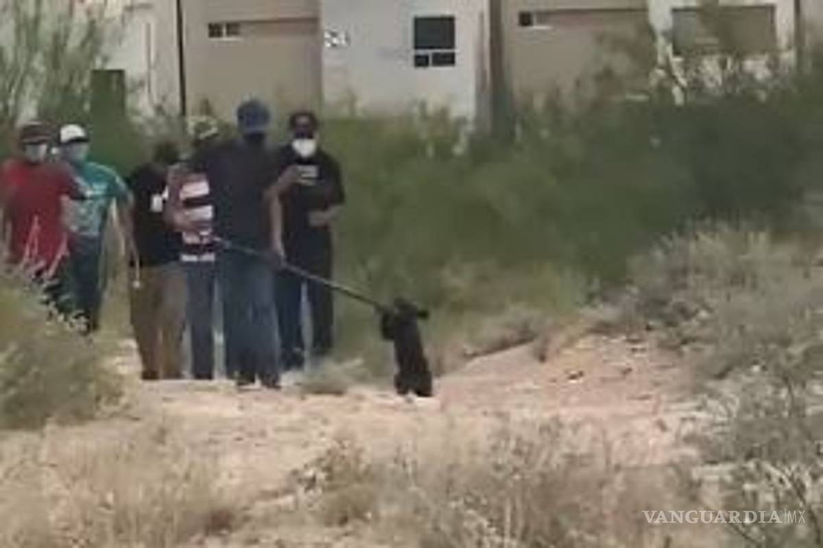 Exhiben crueldad animal en Coahuila; maltratan a osezno al capturarlo (video)