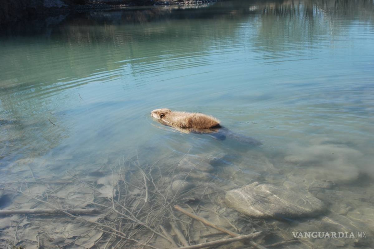 Reintroducen castor al Río San Rodrigo, en el norte de Coahuila