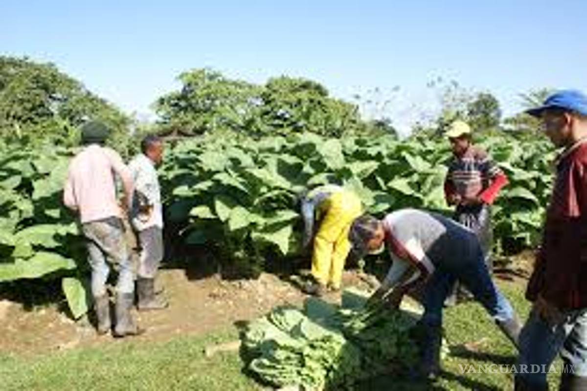 Documental revela afectaciones de salud por cultivo del tabaco