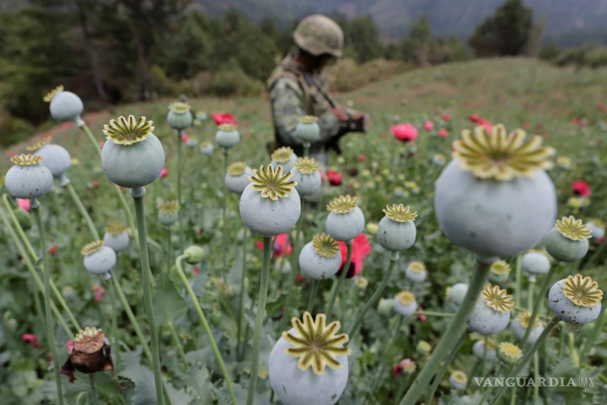 En riesgo economía de pueblos en guerrero: vivían de la goma de opio; fentanilo desploma precio