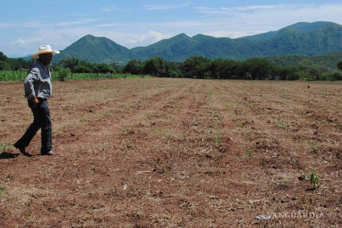 Sequías son responsables de la muerte de grandes árboles, según un estudio