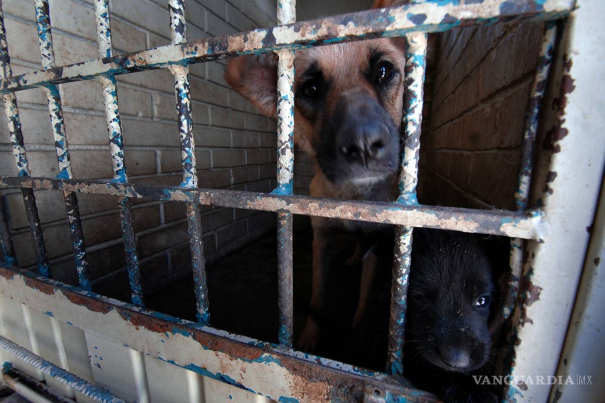 En Saltillo, de 4 mil 700 perros callejeros capturados únicamente son adoptados 700; "dormirlos" cuesta entre 5 y 7 mil pesos por cada uno