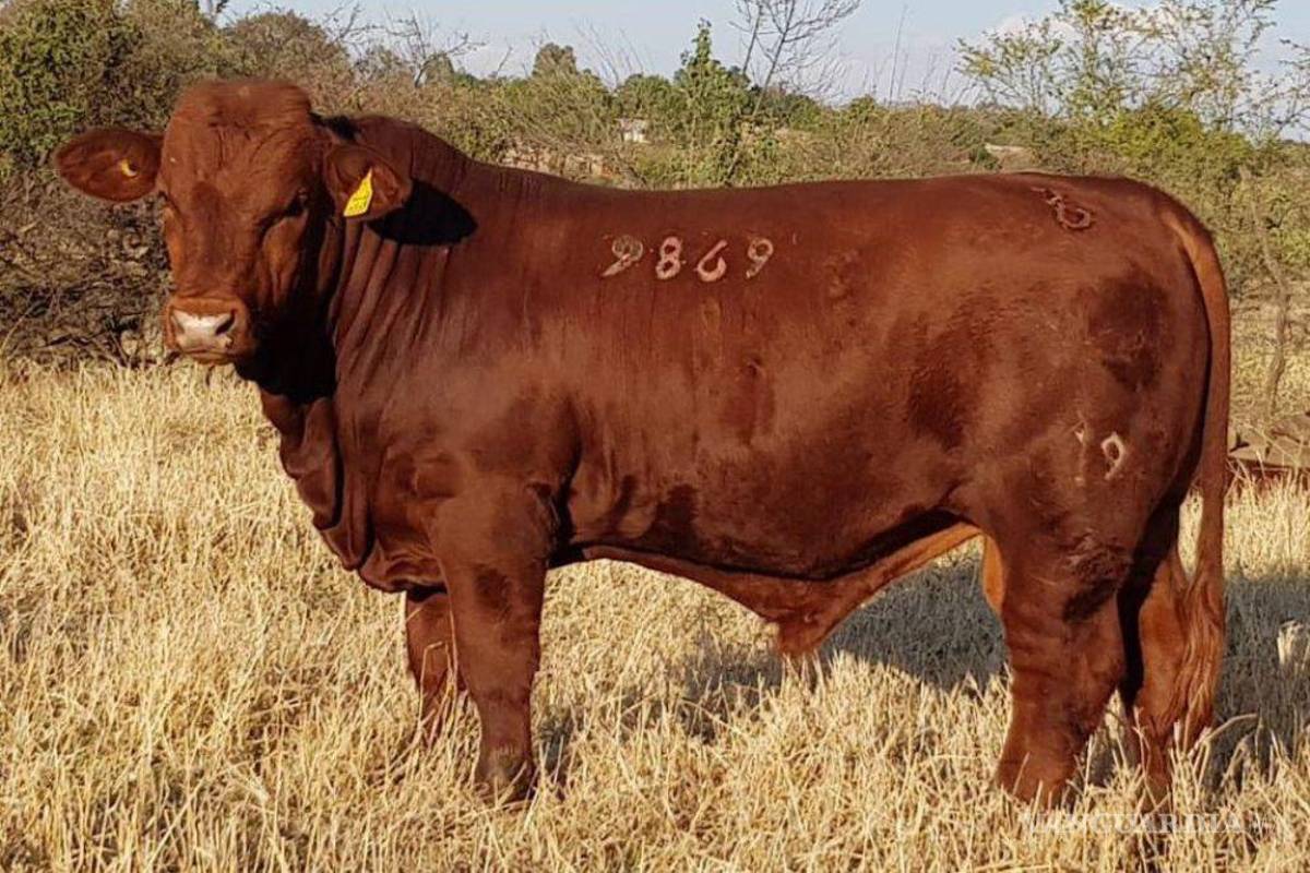 Subasta Coahuila toros mejorados genéticamente, para impulsar sector ganadero