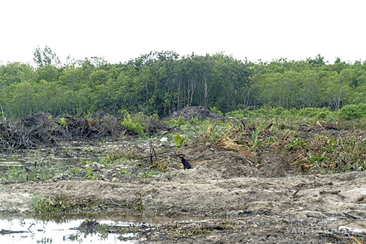 “Tala en Tajamar deja un gran daño ambiental”: expertos