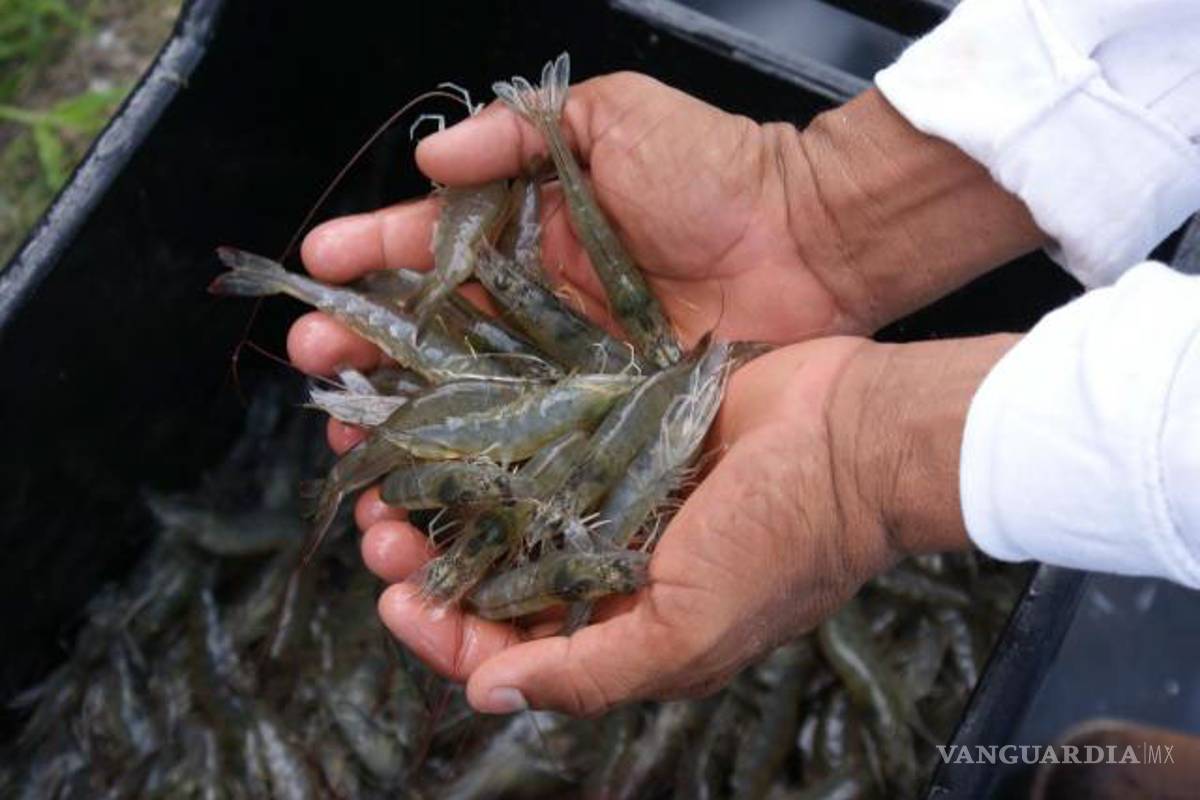 China detecta camarones positivos con COVID-19; suspende importaciones