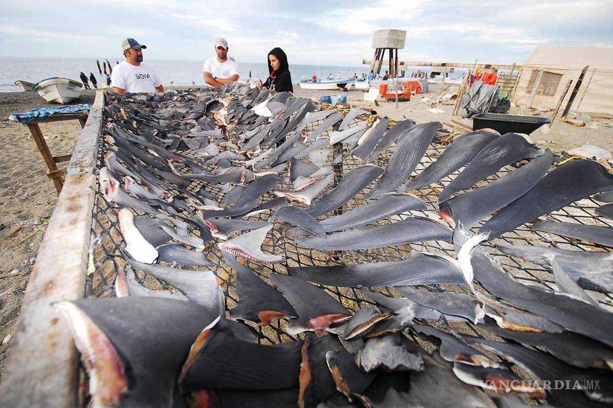 $!En México los tiburones valen más vivos que muertos