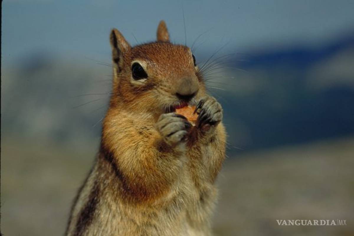 Una ardilla roba una cámara GoPro y graba un peculiar VIDEO
