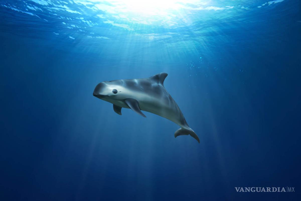 Amenazan pesca ilegal y crimen organizado a la vaquita marina