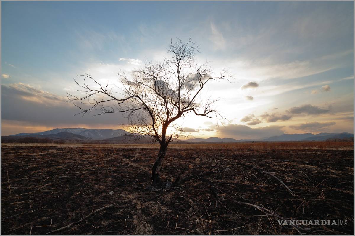 Vive el planeta su sexta gran extinción en masa: experto