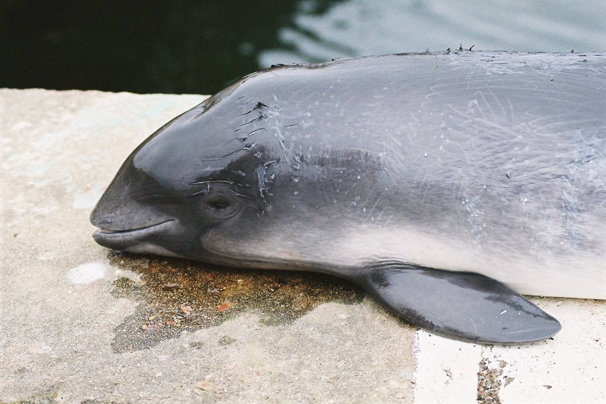 Gobierno de AMLO no tiene estrategia para conservar a la vaquita marina y apoyar a pescadores